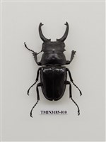 藏品(鬼艷鍬形蟲)的圖片